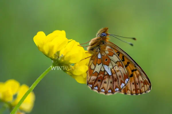 Fokus-Natur Bild