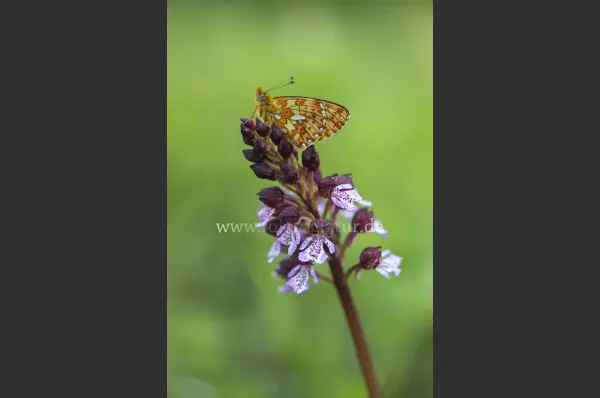 Fokus-Natur Bild