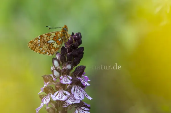 Fokus-Natur Bild