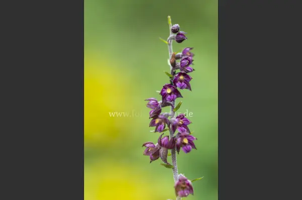 Fokus-Natur Bild