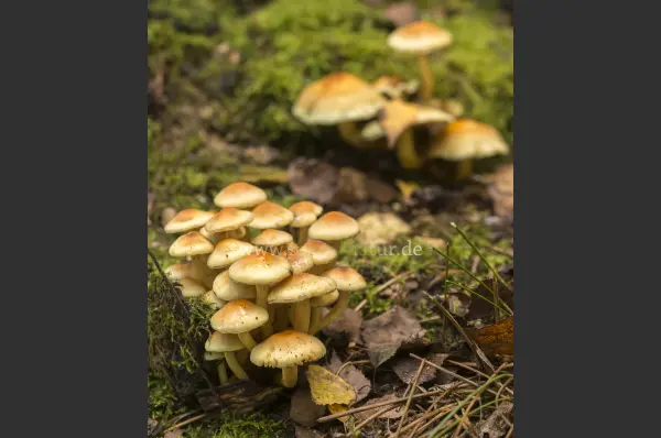 Fokus-Natur Bild