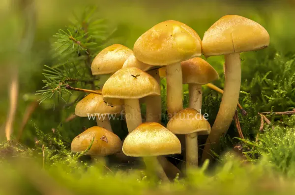 Fokus-Natur Bild
