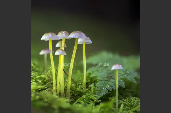 Fokus-Natur Bild