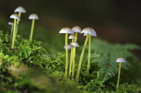 Fokus-Natur Bild