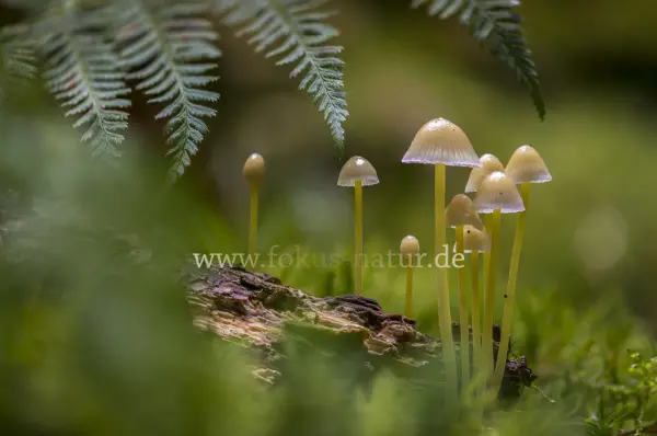 Fokus-Natur Bild