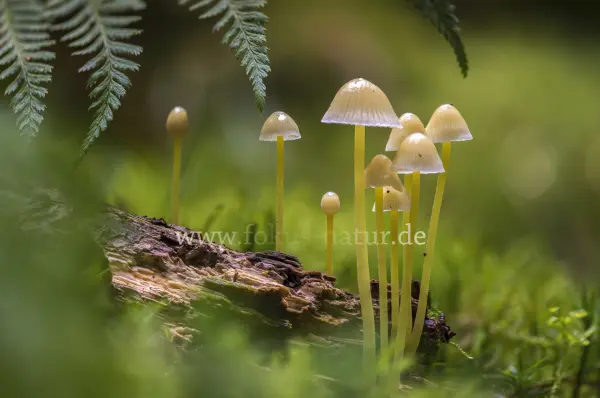 Fokus-Natur Bild
