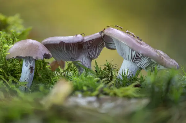 Fokus-Natur Bild