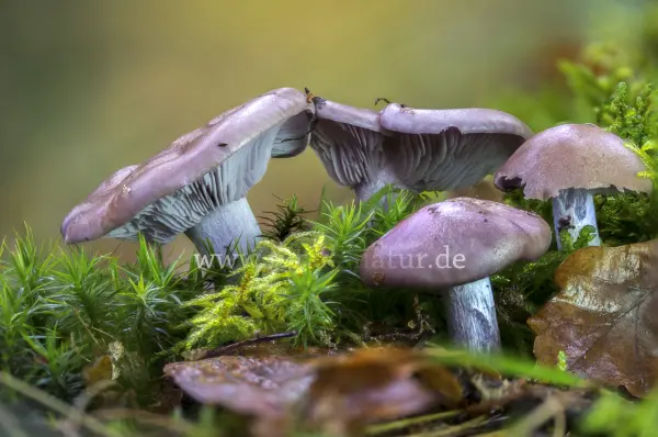 Fokus-Natur Bild
