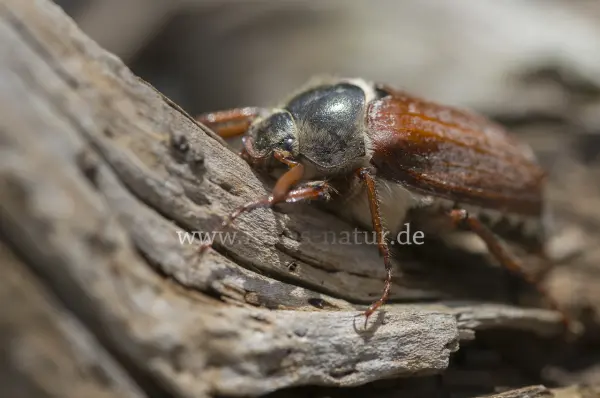 Fokus-Natur Bild