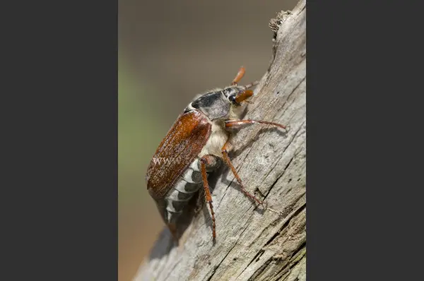 Fokus-Natur Bild