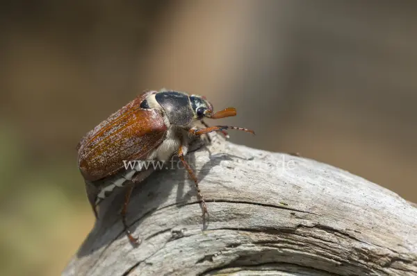 Fokus-Natur Bild