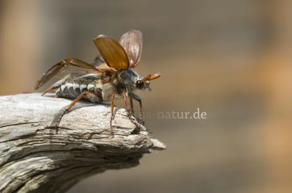 Fokus-Natur Bild