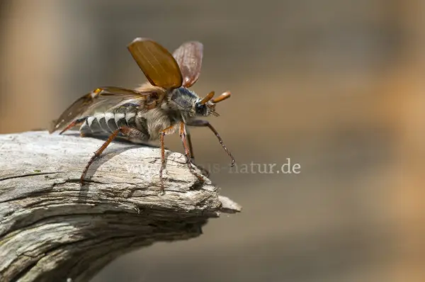 Fokus-Natur Bild
