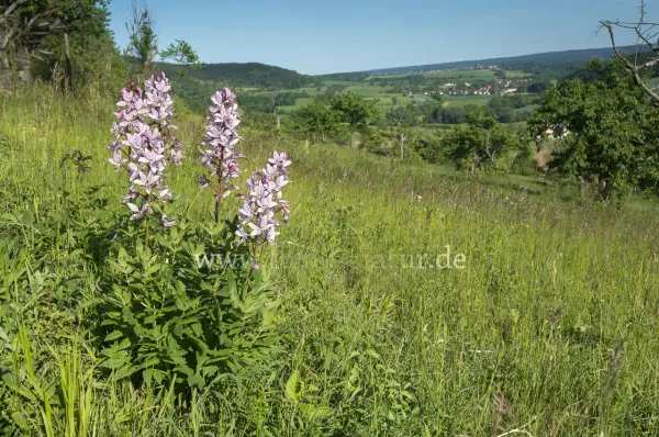 Fokus-Natur Bild