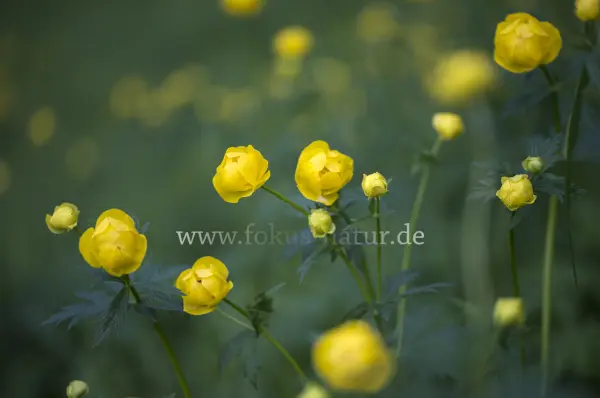 Fokus-Natur Bild