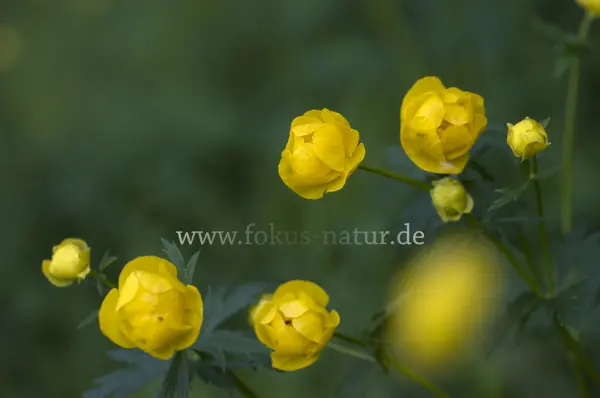 Fokus-Natur Bild