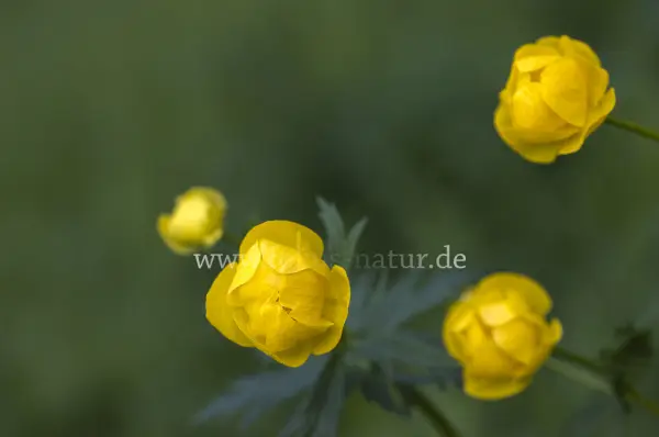 Fokus-Natur Bild