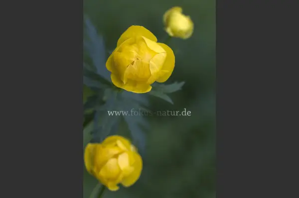 Fokus-Natur Bild