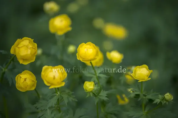 Fokus-Natur Bild