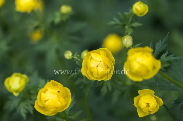 Fokus-Natur Bild