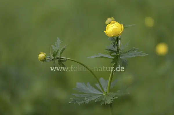 Fokus-Natur Bild