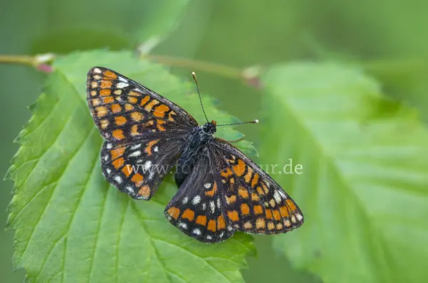 Fokus-Natur Bild