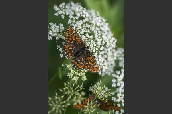 Fokus-Natur Bild