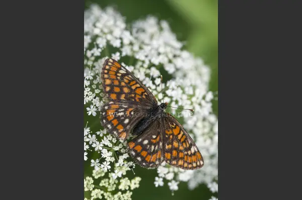 Fokus-Natur Bild
