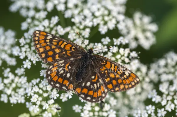 Fokus-Natur Bild