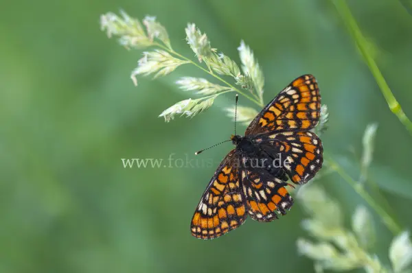 Fokus-Natur Bild
