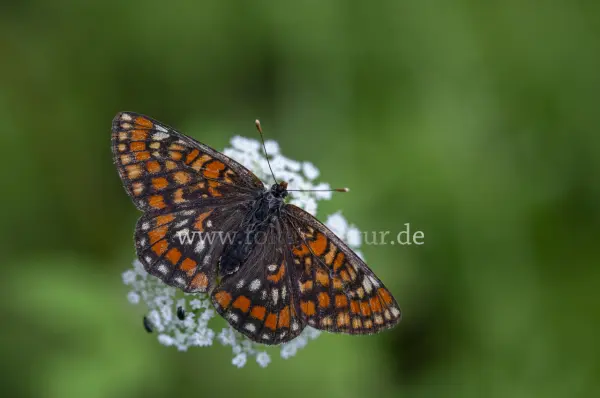 Fokus-Natur Bild