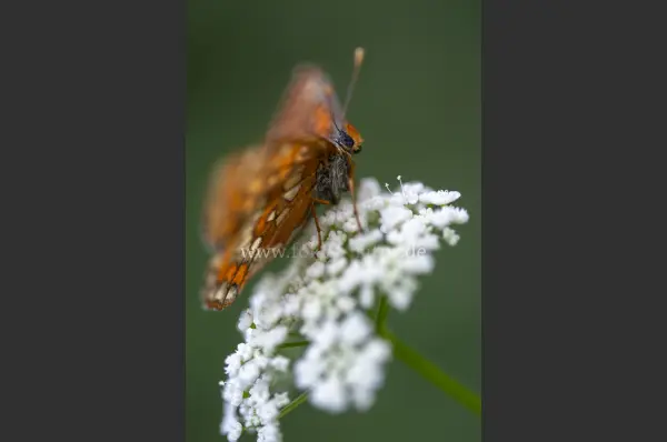 Fokus-Natur Bild