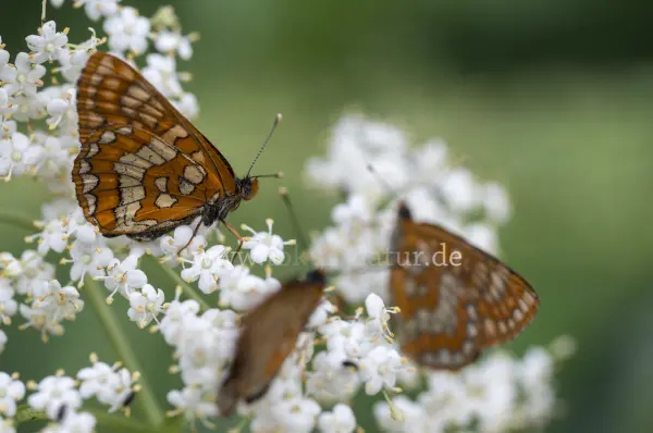 Fokus-Natur Bild