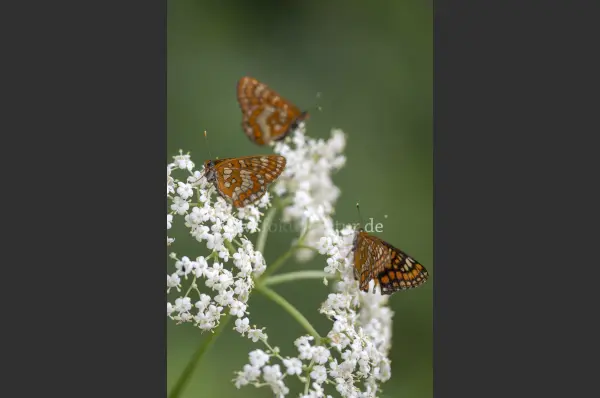 Fokus-Natur Bild