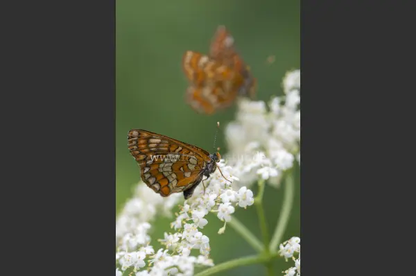 Fokus-Natur Bild