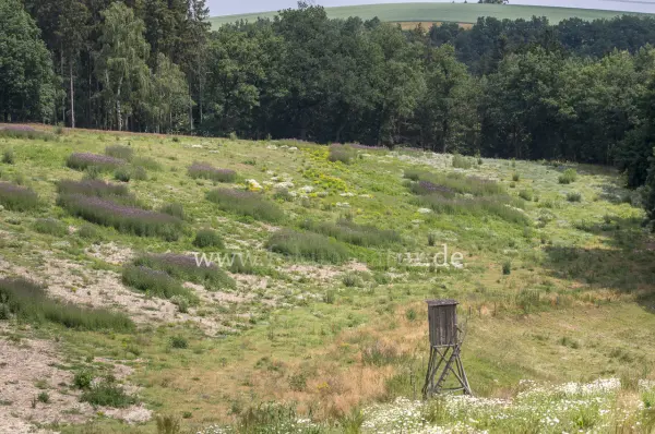Fokus-Natur Bild