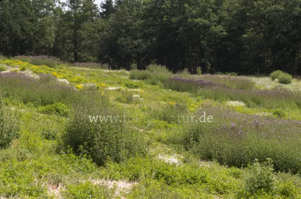 Fokus-Natur Bild
