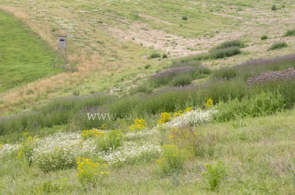 Fokus-Natur Bild