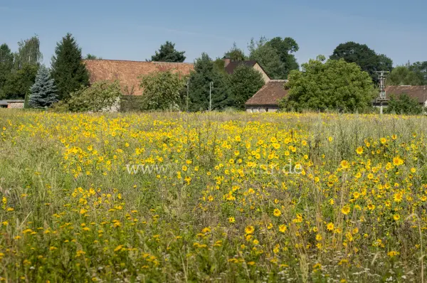 Fokus-Natur Bild