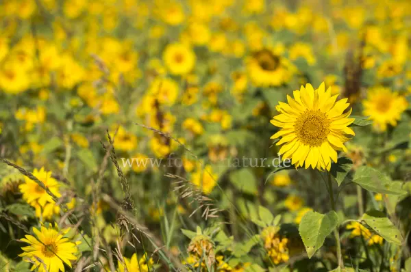 Fokus-Natur Bild