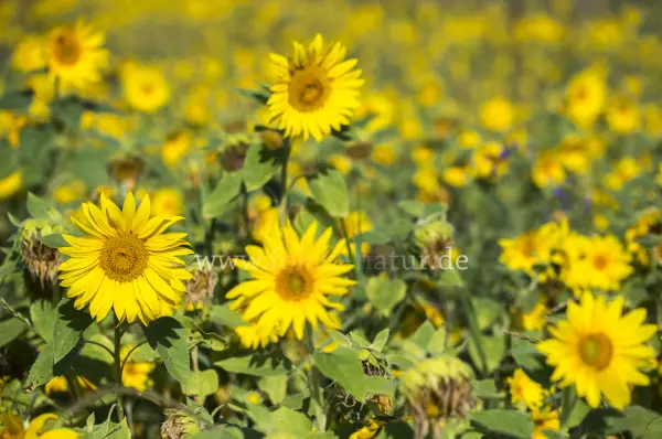 Fokus-Natur Bild