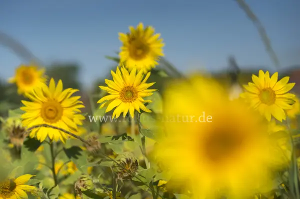 Fokus-Natur Bild
