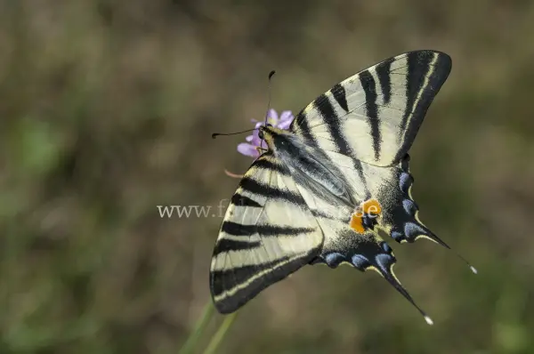 Fokus-Natur Bild