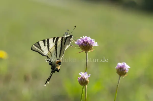 Fokus-Natur Bild