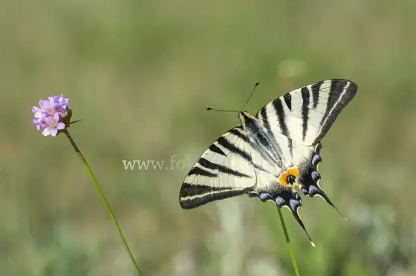 Fokus-Natur Bild