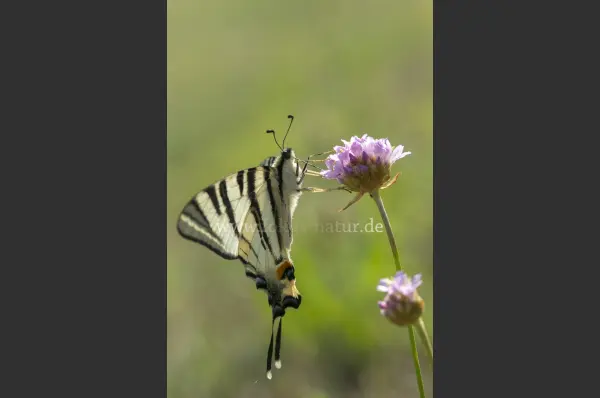 Fokus-Natur Bild