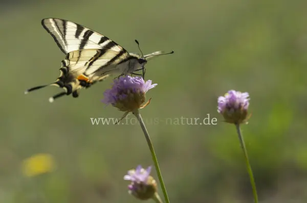 Fokus-Natur Bild