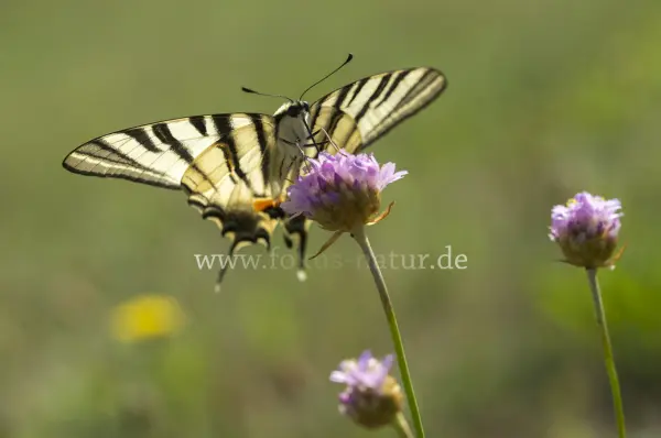 Fokus-Natur Bild