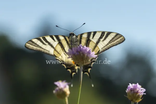 Fokus-Natur Bild
