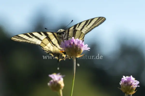 Fokus-Natur Bild
